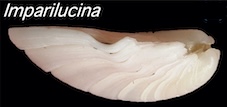 Imparilucina-bivalve.jpg