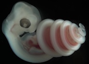 Snake-embryo.jpg