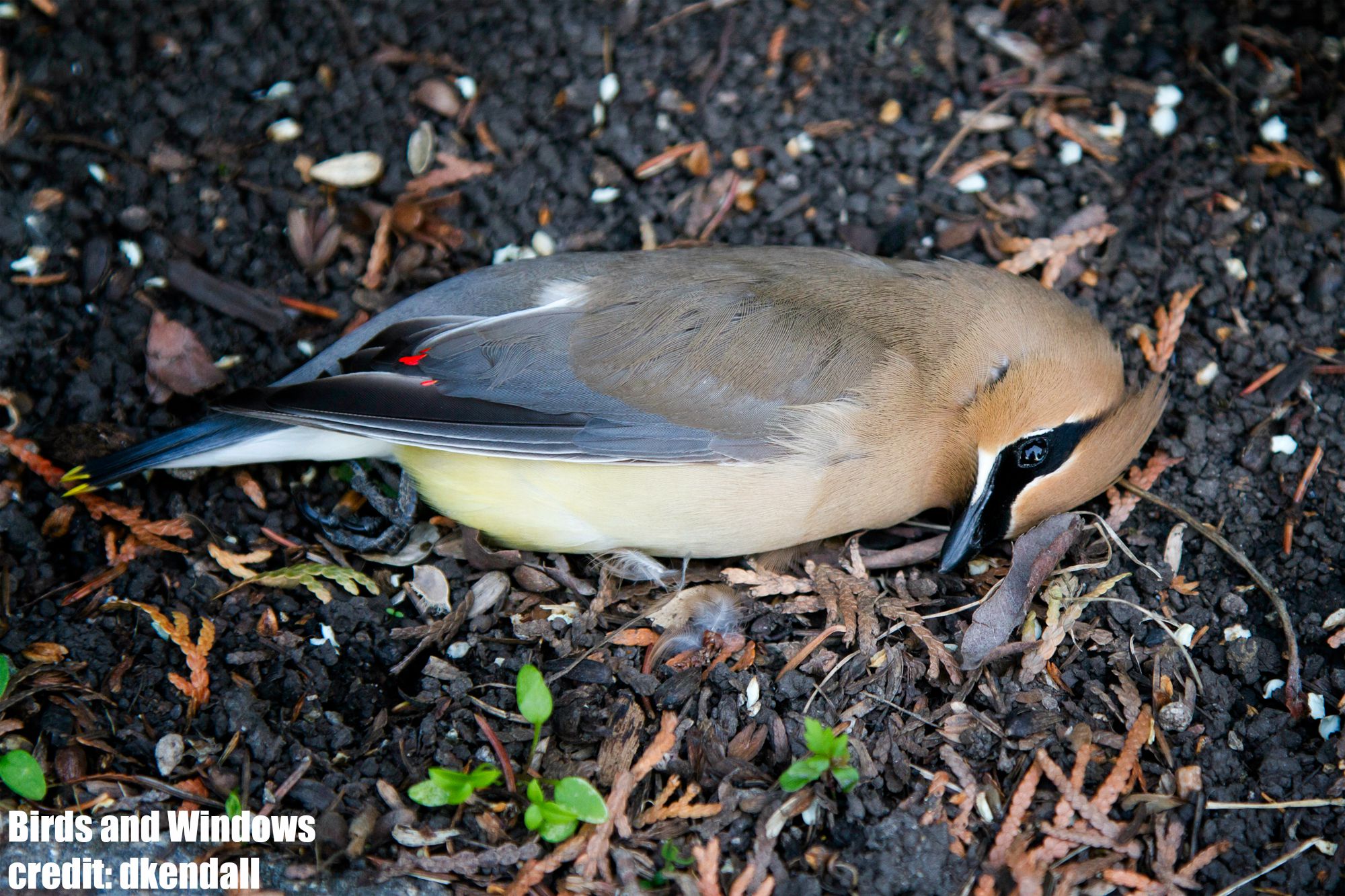 dkendall (12-06-14) cedar waxwing