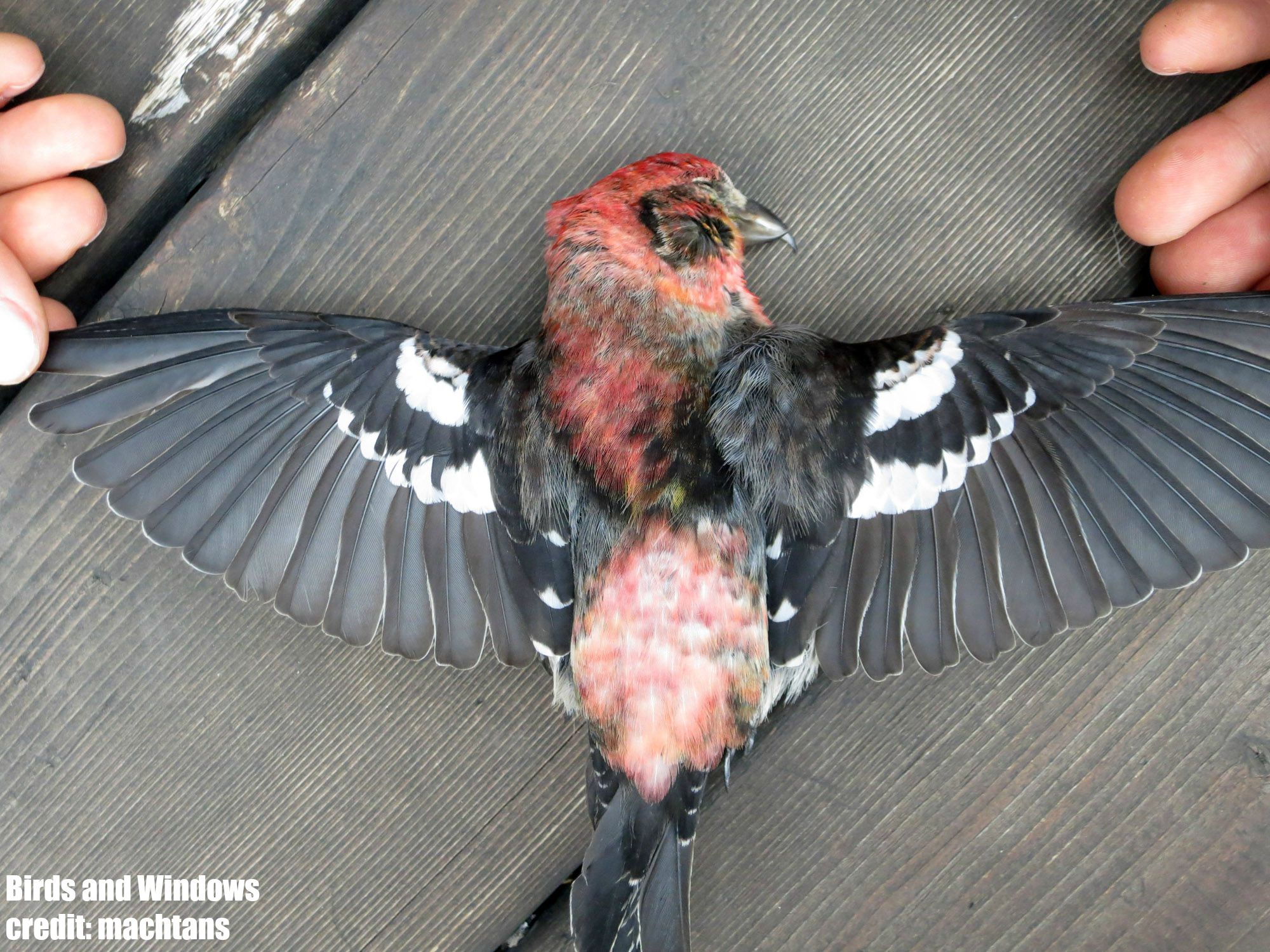 machtansc (21-05-14) white-winged crossbill WCR1