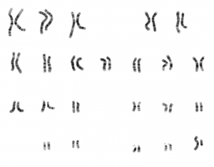 NHGRI_human_male_karyotype