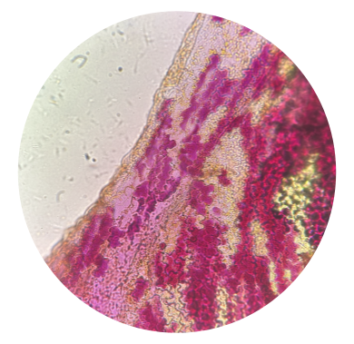 Cle ar agarose section