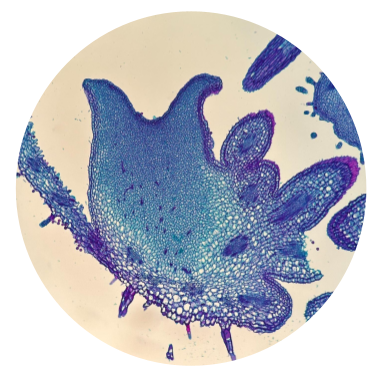 PAS Stained Polanisia dodecandra nectary