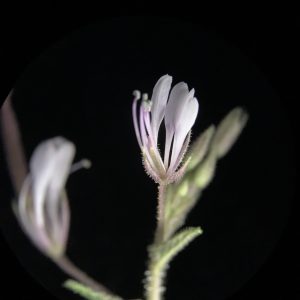 Sieruela monophylla