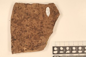 Vegetative Azolla on volcanic ash. Age: Eocene. From Princeton, BC. Compression.