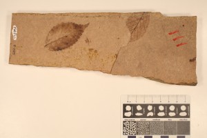 Leaf of Betula and Zelkova. From Smithers, BC. Age: Eocene. Compression on volcanic ash.