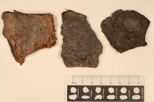 Paper coal. Age: Pennsylvanian from Indiana.