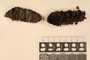 Pinus cones from the Miocene, N. Yukon. Unaltered remains.