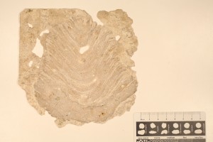 Stromatolite from Tindle Limestone, Manitoba, Ordovician. Chemical fossil