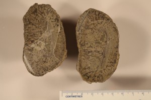 Water biscuit or Boghead Coal from Transvaal. Age Permian.