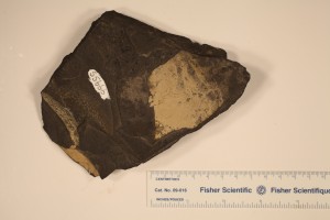 Protosalvinia (Foerstia) From New Albany Shale, Ohio. Age Upper Devonian.