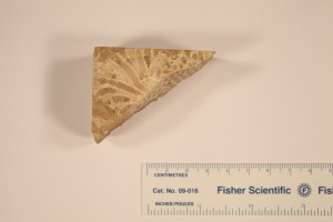Montastrea annularis (Coral). From Stock Island, Florida Key. Age Pleistocene