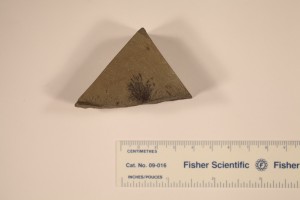 Fossil Bryophyte, origin unknown.