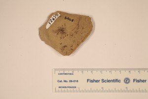 Fossil Bryophyte from Republic School Yard, Klondike Mt. Fm. M. Eocene. Collected by M. Wilson 1976
