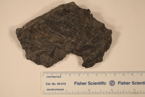 Leclercqia complex from N.Y. Age Middle Devonian.