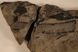 Archaeocalamites from Nova Scotia. Age L. Carboniferous