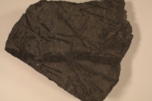 Asterophylittes equisetiformis from Lingan Mine Dump, N.S.. Age Carboniferous.