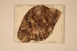 Asteromyelon sp. x.s. of calamites root