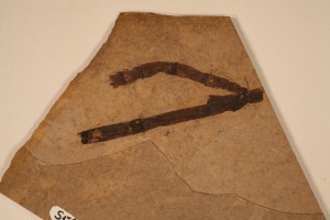 Equisetites arctic from Driftwood Creek, B.C. Age M. Eocene.