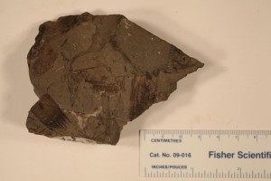 A small fragment of a stem of Equisetites arcticum showing the node with the remnants of leaves. From Smokey Tower, Paskapoo Fm. Age Paleocene.