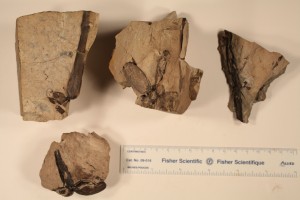 Four specimens of Equisetites arcticum showing rhizomes, tubers and leaf sheaths. From Smokey Tower, Paskapoo Fm. Age Paleocene.