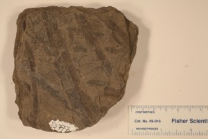 Phyllotheca indica a from Rainganj coalfield. Age Upper Permian.