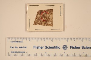 Peel of Etapteris x.s. petiole from Sahara #6 Mine, Illinois. Age L. Pennsylvanian.