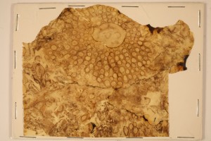 Peel of cross section of base of Psaronius blickei from Berryville, Illinois. Age U. Pennsylvanian.