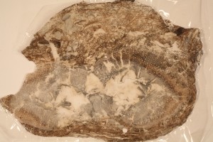 Peel of coal ball with Psaronius melanedrus from Illinois. Age U. Pennsylvanian.