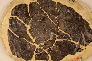 Cross section of Psaronius roots of root mantle.