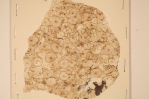 Peel of Psaronius root (cut)