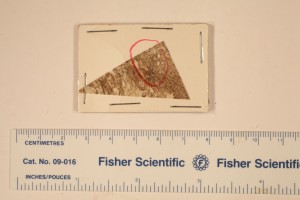 Peel of Botryopteris forensis x.s. 
