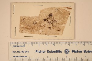 Peel of Acrostium from Princeton, B.C. Age K. Eocene