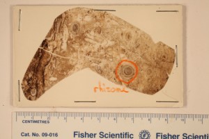 Peel of Dennstaedtiopsis from Princeton, B.C. Age M. Eocene
