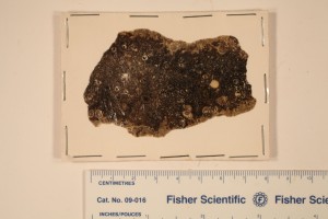 Peel of Tempskya from Idaho. Age Cretaceous.