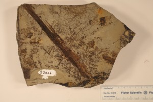 Azolla scholfii from Genesee, Alberta. Age Paleocene