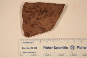 Azolla from China Creek, Krinceton, B.C. Age Eocene.