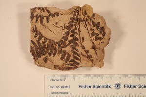 Matonidium from Utah. Age Cretacceous