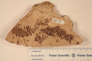 Gleichenia from Utah. Age Cretaceous.