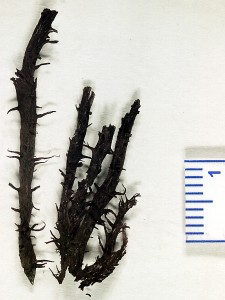 ? Psilophyton crenulatum, Atholville, N.B. Age Devonian.