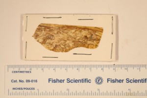 Alethopteris x.s. Peel, showing pinnules and pinna. Age U.Pennsylvanian.