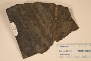 Archaeopteris foliage from N.Y. from the Devonian.