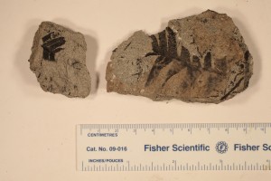 Nilssonia. From Drumheller, AB. Age U.Cretaceous.