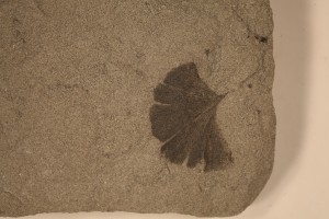 Ginkgo sp. From Drumheller, AB. Horseshoe Canyon Formation. Age U.Cretaceous.