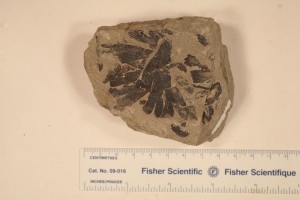 Ginkgo leaf. From N.Dakota. Age U.Paleocene.