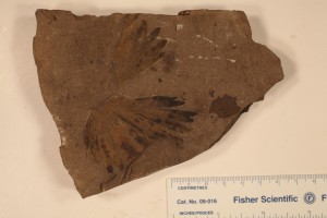 Ginkgo. From McAbee site. Age M. Eocene.