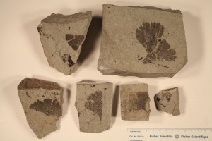 Ginkgo leaves. From Drumheller, AB. Horseshoe Canyon Formation. Age U. Cretaceous.