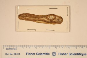 Cordaites. Peels, stem x.s. young stem showing septation. Note trave in 2nd wood on P844. From N.A. Age M. Pennsylvanian.