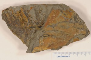 Plagiophyllum diffusum. From York Haven, PA. Age L.Triassic.