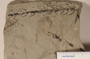 Araucaria ? From New Mexico. Kirtland Fm. Age U. Cretaceous.